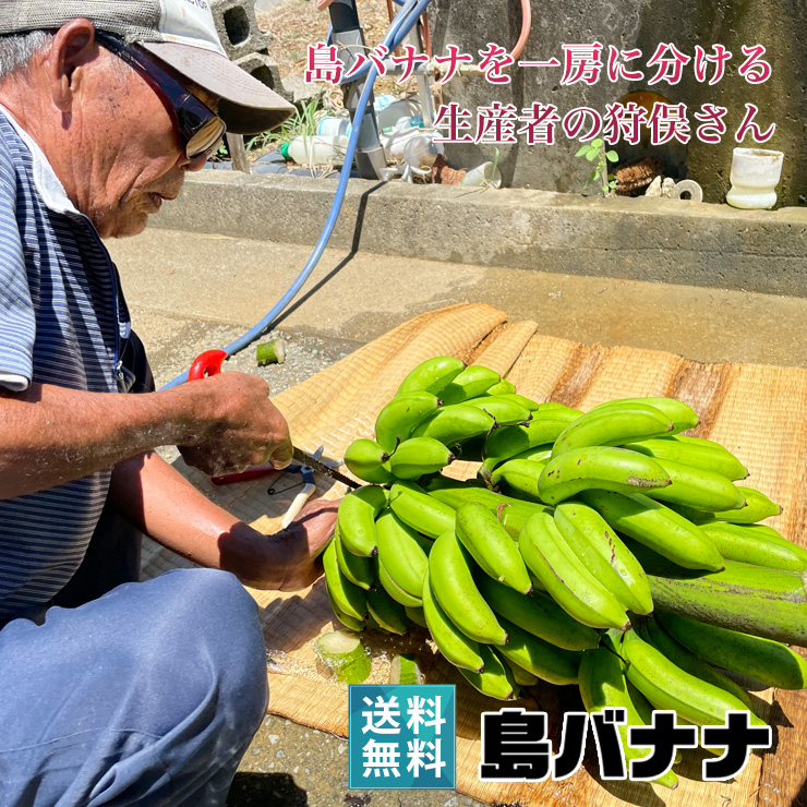 狩俣さんの島バナナ 1kg前後 送料無料 農薬不使用 宮古島産島バナナ ぶら下げ用ヒモとフック付き
